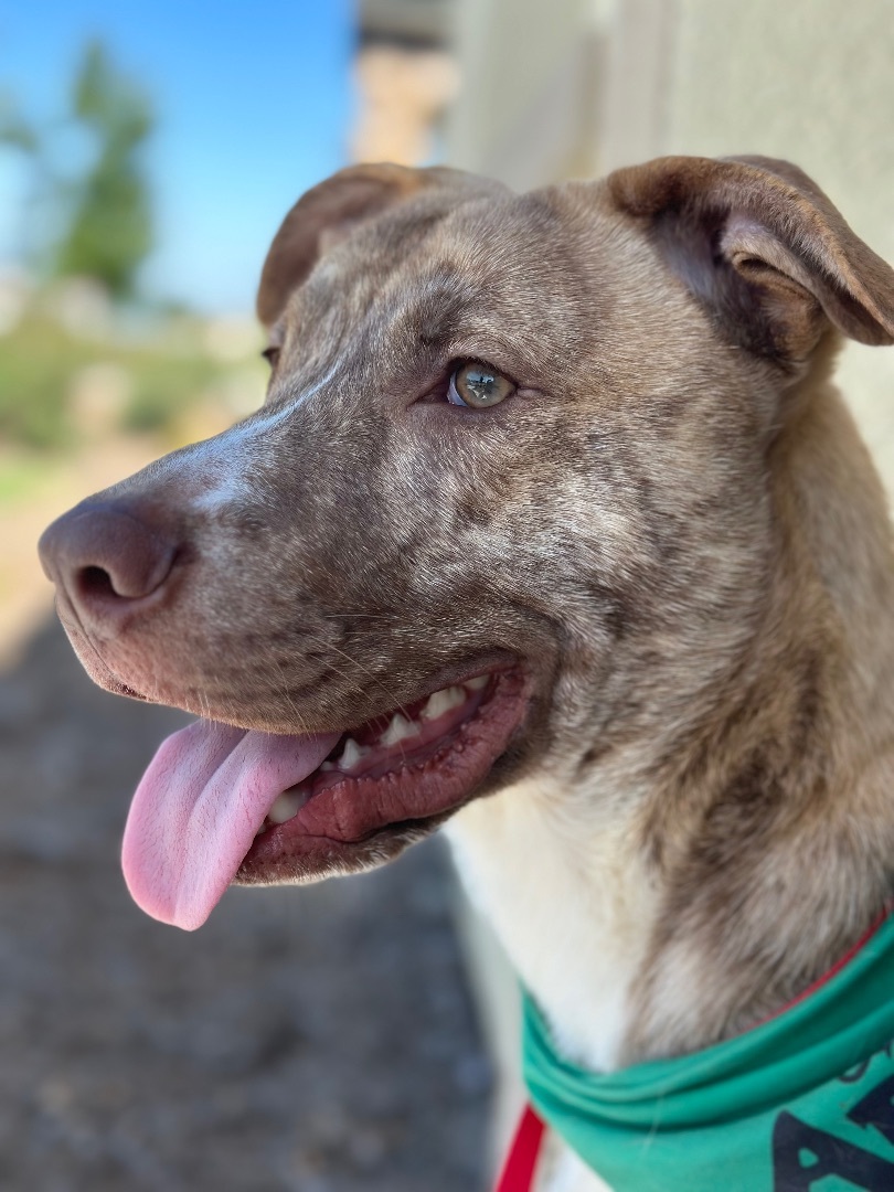 Enlarge Ocean , a Adopted mixed breed in South Lake Tahoe, CA image 2/6