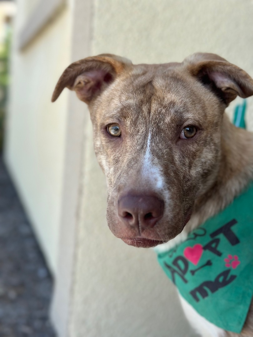 Enlarge Ocean , a Adopted mixed breed in South Lake Tahoe, CA image 3/6