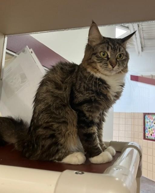 Enlarge REYNA, a Adoptable Domestic Long Hair in Springfield, MA image 1/1