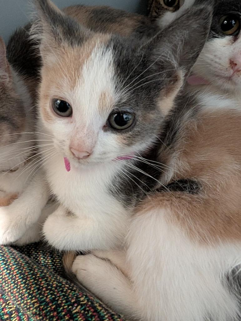 Polly, Adoptable, Kitten Female Domestic Short Hair.