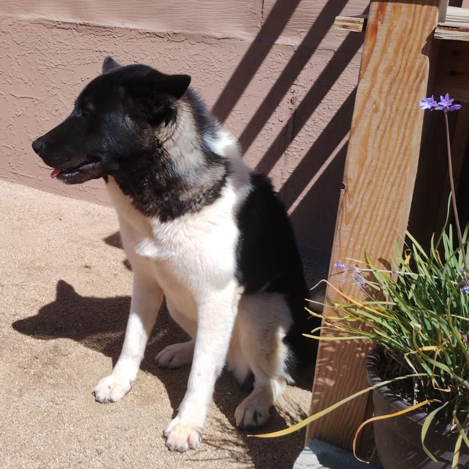 Dog for adoption Navi, an Akita in Encinitas, CA Petfinder