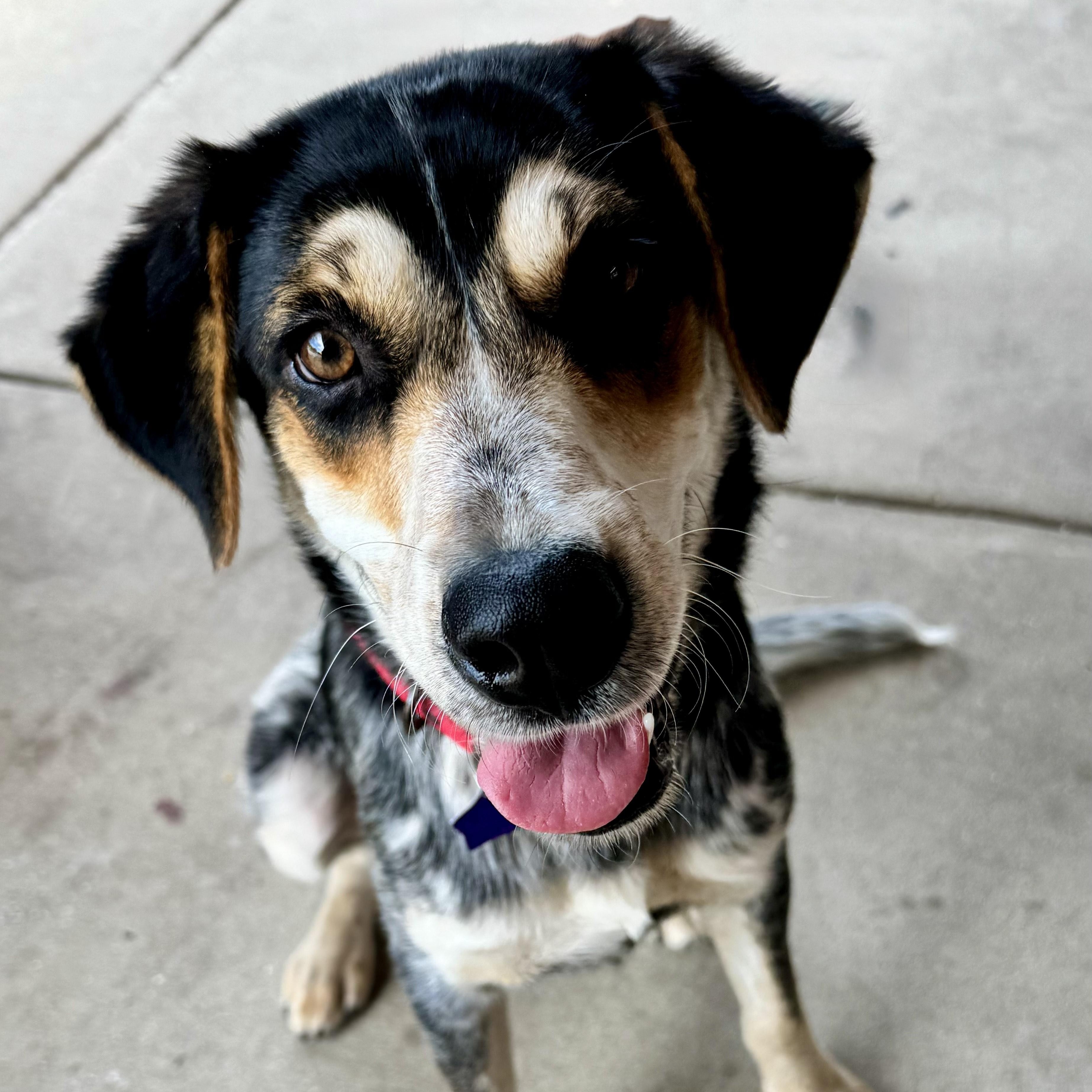 Ember, a ADOPTABLE mixed breed in Manassas, VA image 2/3