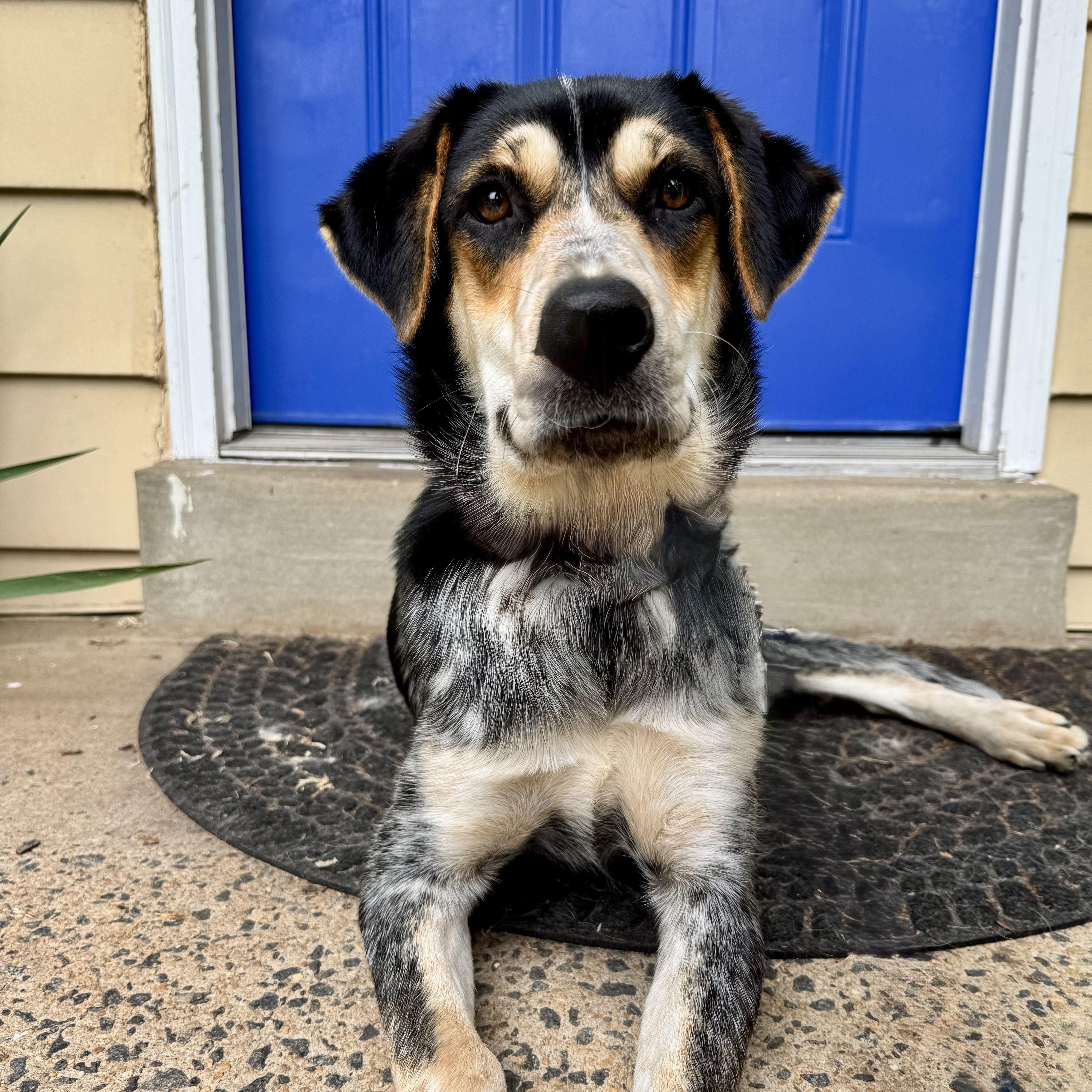 Ember, a ADOPTABLE mixed breed in Manassas, VA image 1/3