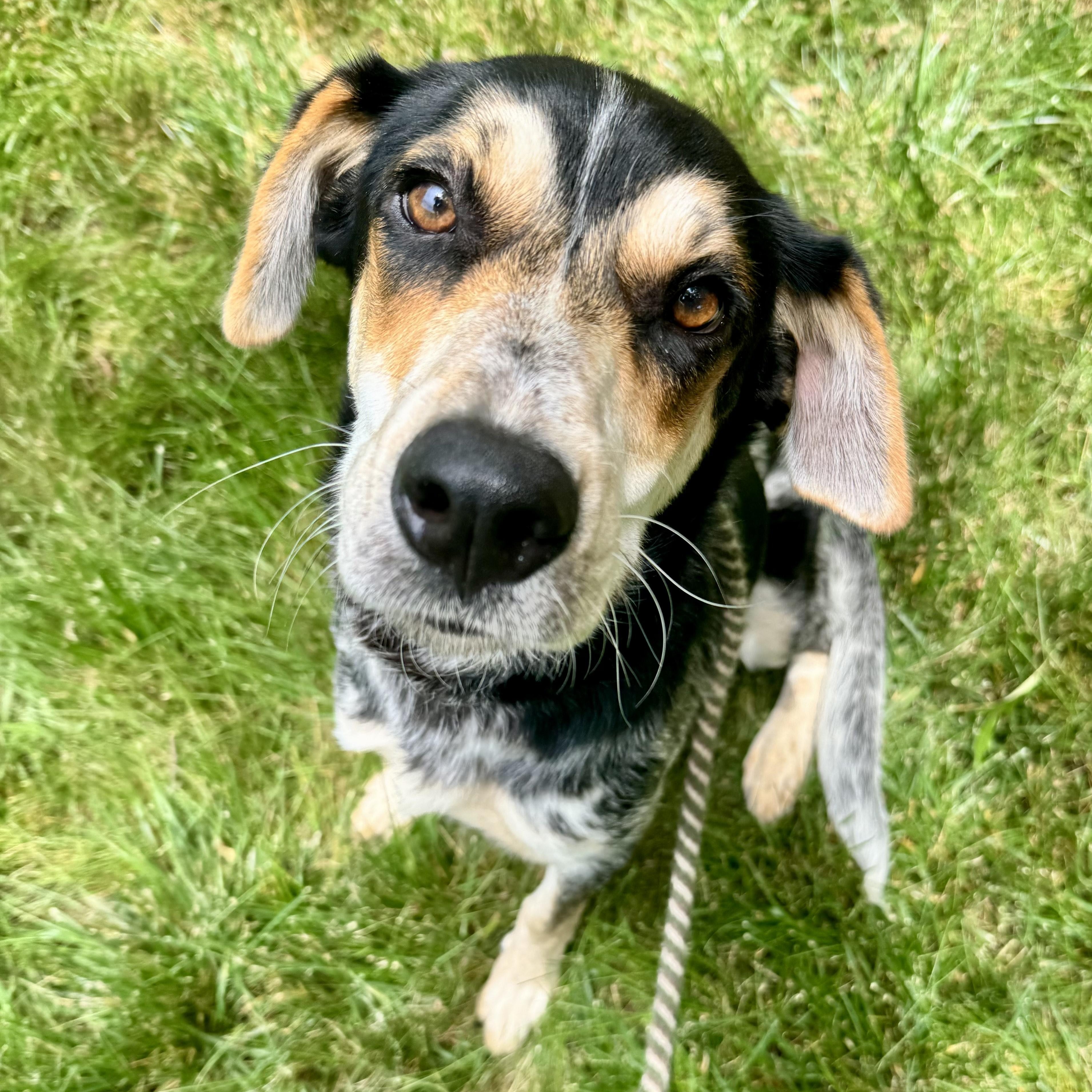 Ember, a ADOPTABLE mixed breed in Manassas, VA image 3/3