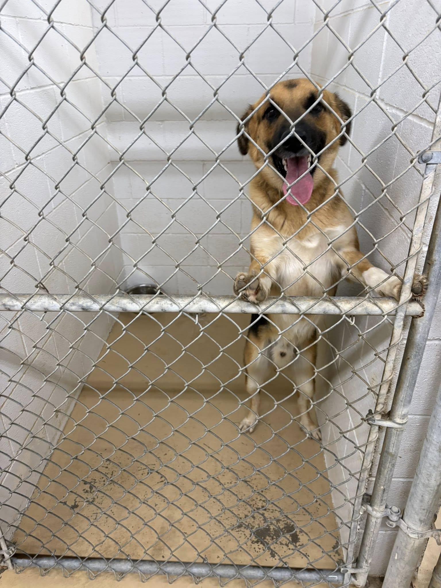 Enlarge Bubba, a ADOPTABLE mixed breed in Clyde, TX image 2/2