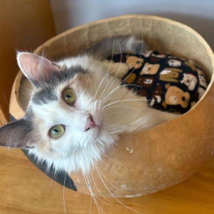 Tangerine (bonded with Nectarine)