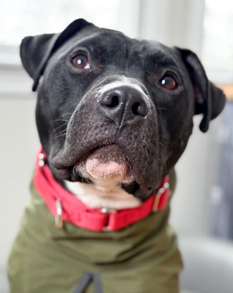 O'Shae, a Adoptable mixed breed in Saugus, MA image 1/6