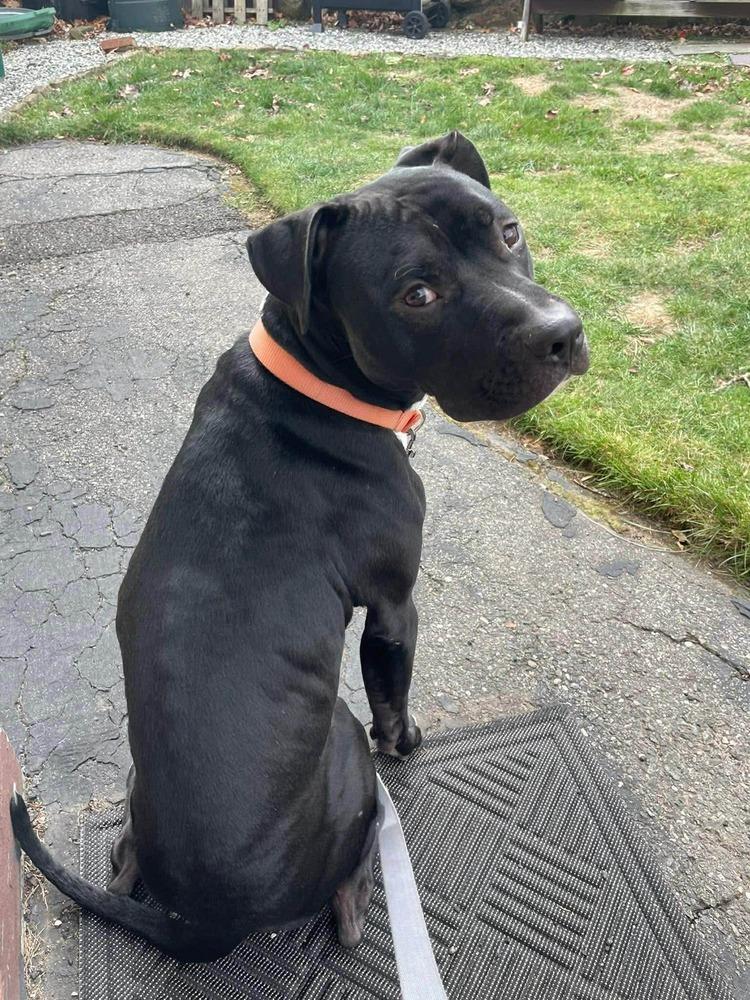 O'Shae, a Adoptable mixed breed in Saugus, MA image 2/6