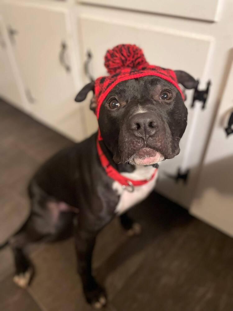 O'Shae, a Adoptable mixed breed in Saugus, MA image 3/6