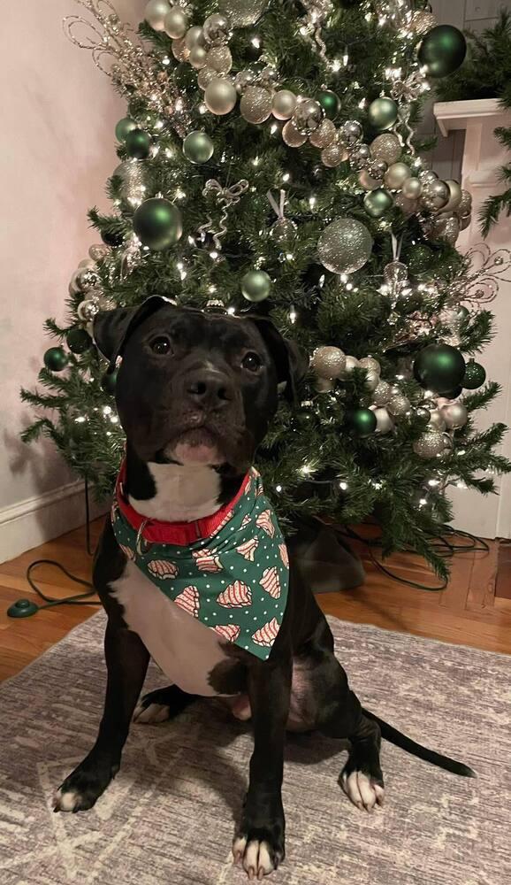 O'Shae, a Adoptable mixed breed in Saugus, MA image 4/6