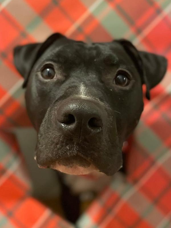 O'Shae, a Adoptable mixed breed in Saugus, MA image 5/6