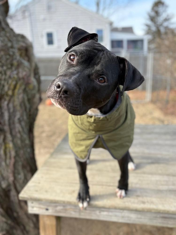 O'Shae, a Adoptable mixed breed in Saugus, MA image 6/6