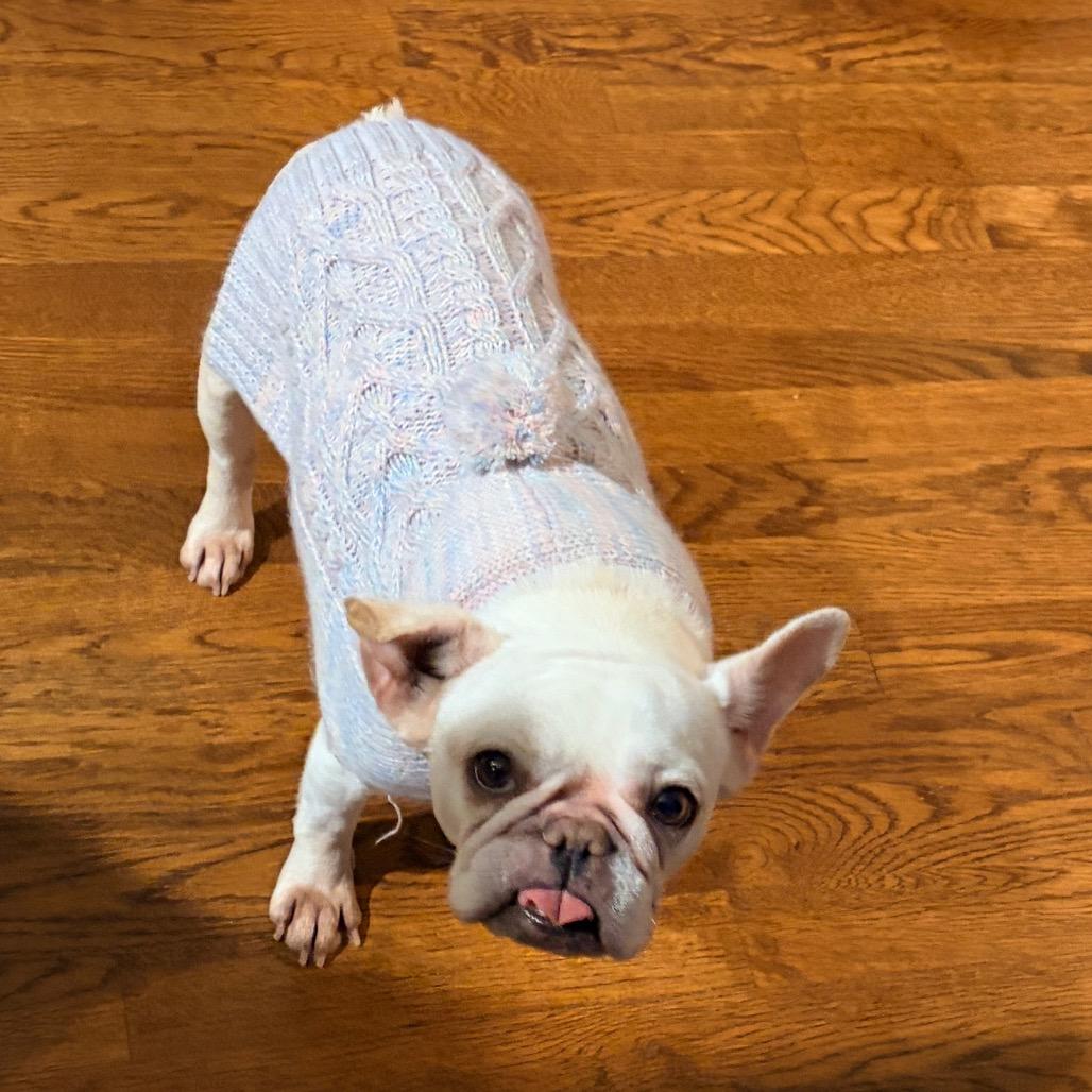 Francis 2218, Adoptable, Adult Female French Bulldog.