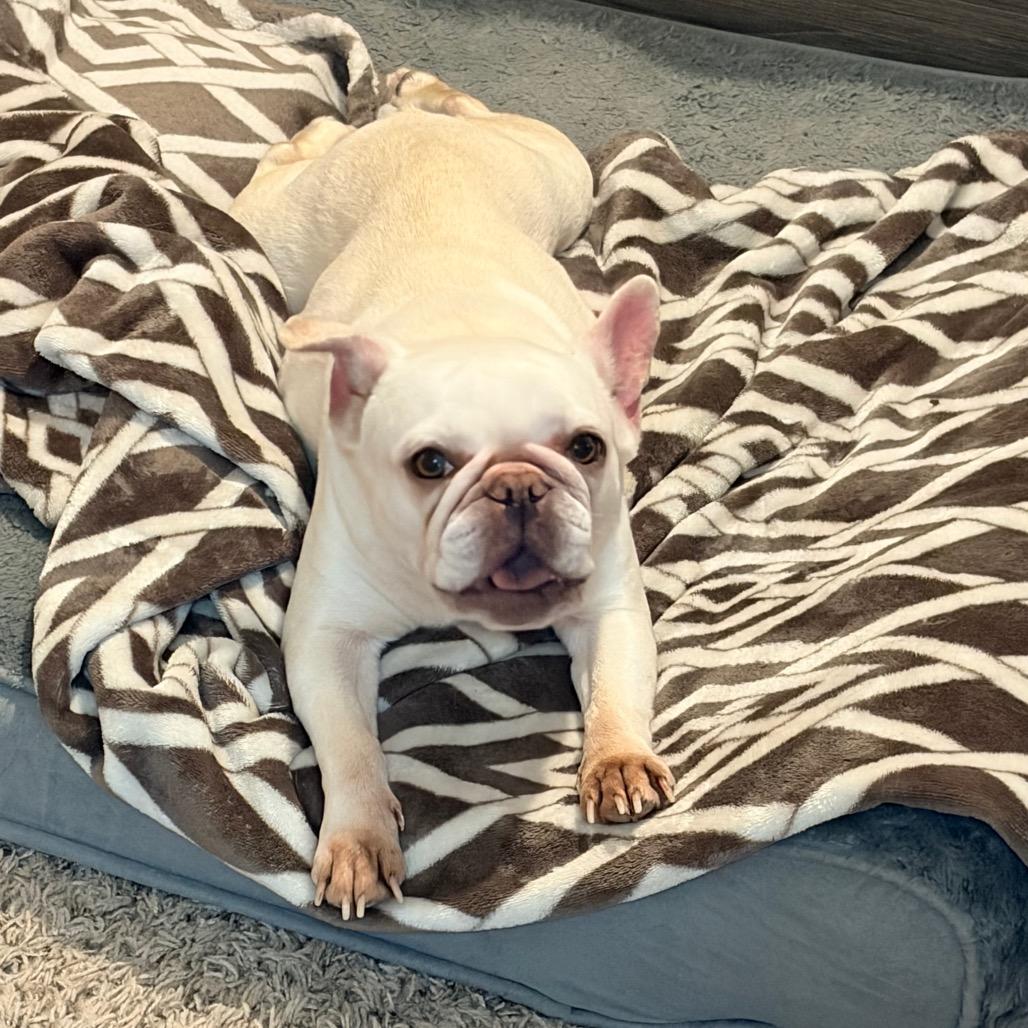 Francis 2218, a Adoptable French Bulldog in Kansas City, MO image 2/5