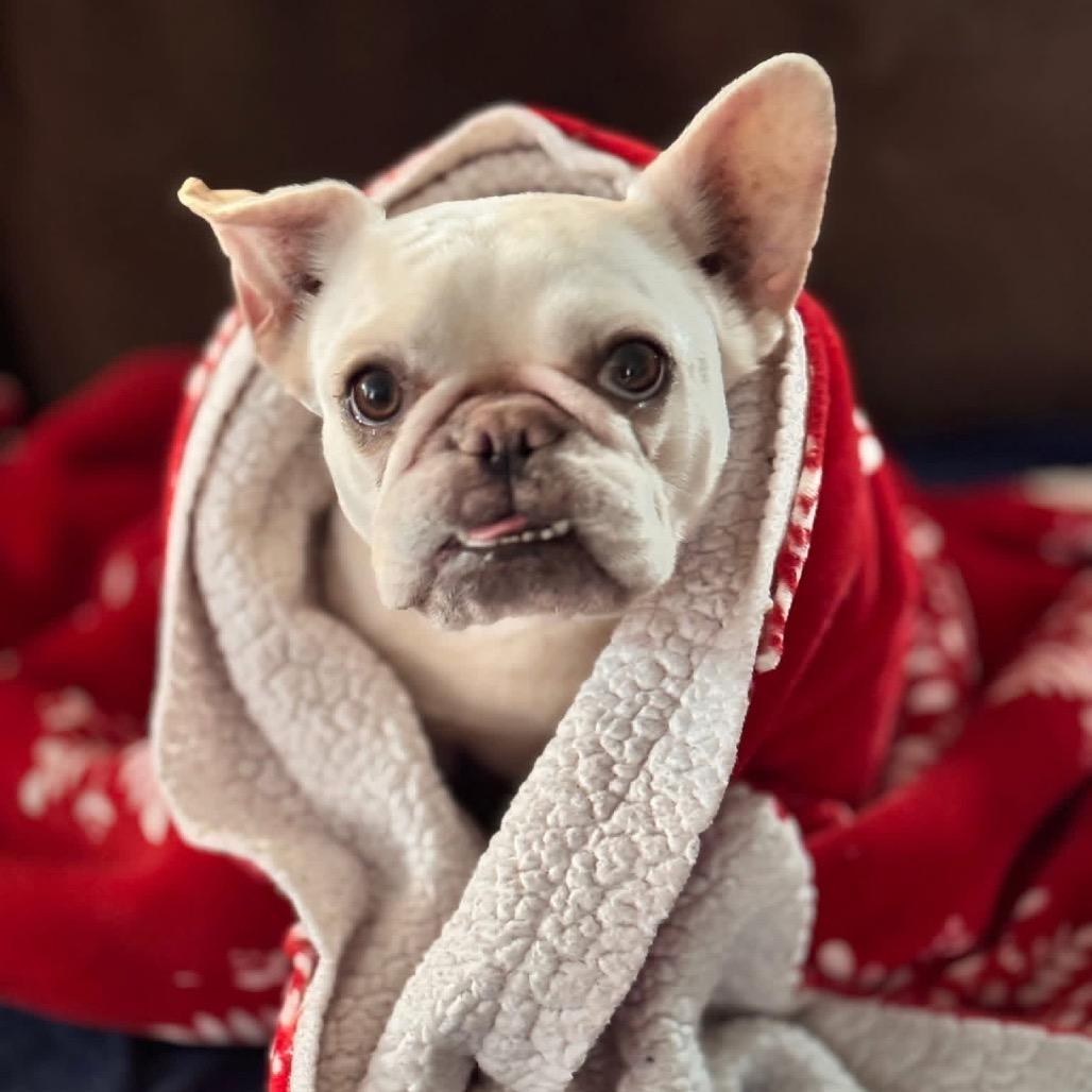 Francis 2218, a Adoptable French Bulldog in Kansas City, MO image 3/5