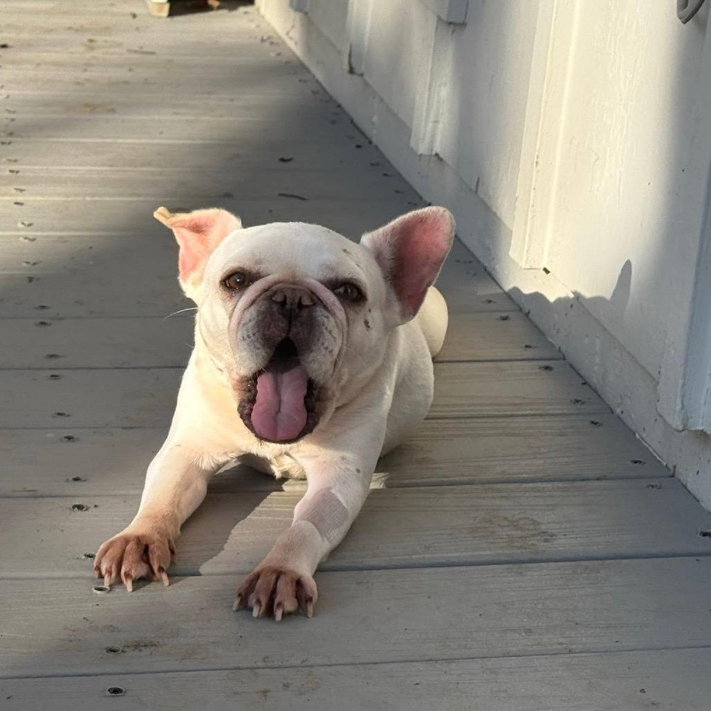 Francis 2218, a Adoptable French Bulldog in Kansas City, MO image 4/5