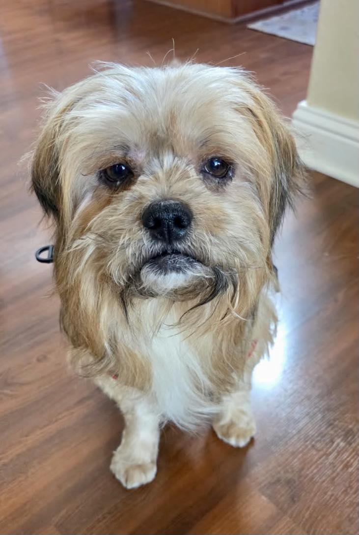 Chewy, ADOPTABLE, Senior Male Terrier.