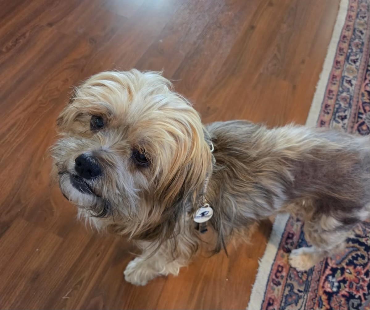 Chewy, a ADOPTABLE mixed breed in Livermore, CA image 2/2