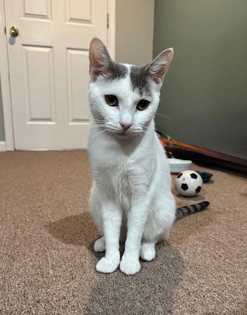Enlarge Lillypurr, a Adopted Domestic Short Hair in Rochester, NY image 1/3