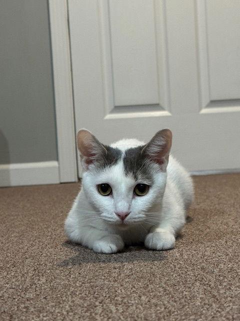 Enlarge Lillypurr, a Adopted Domestic Short Hair in Rochester, NY image 2/3