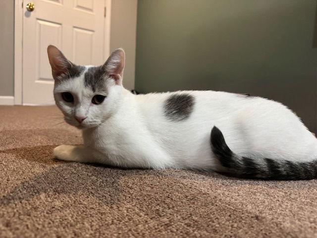 Enlarge Lillypurr, a Adopted Domestic Short Hair in Rochester, NY image 3/3