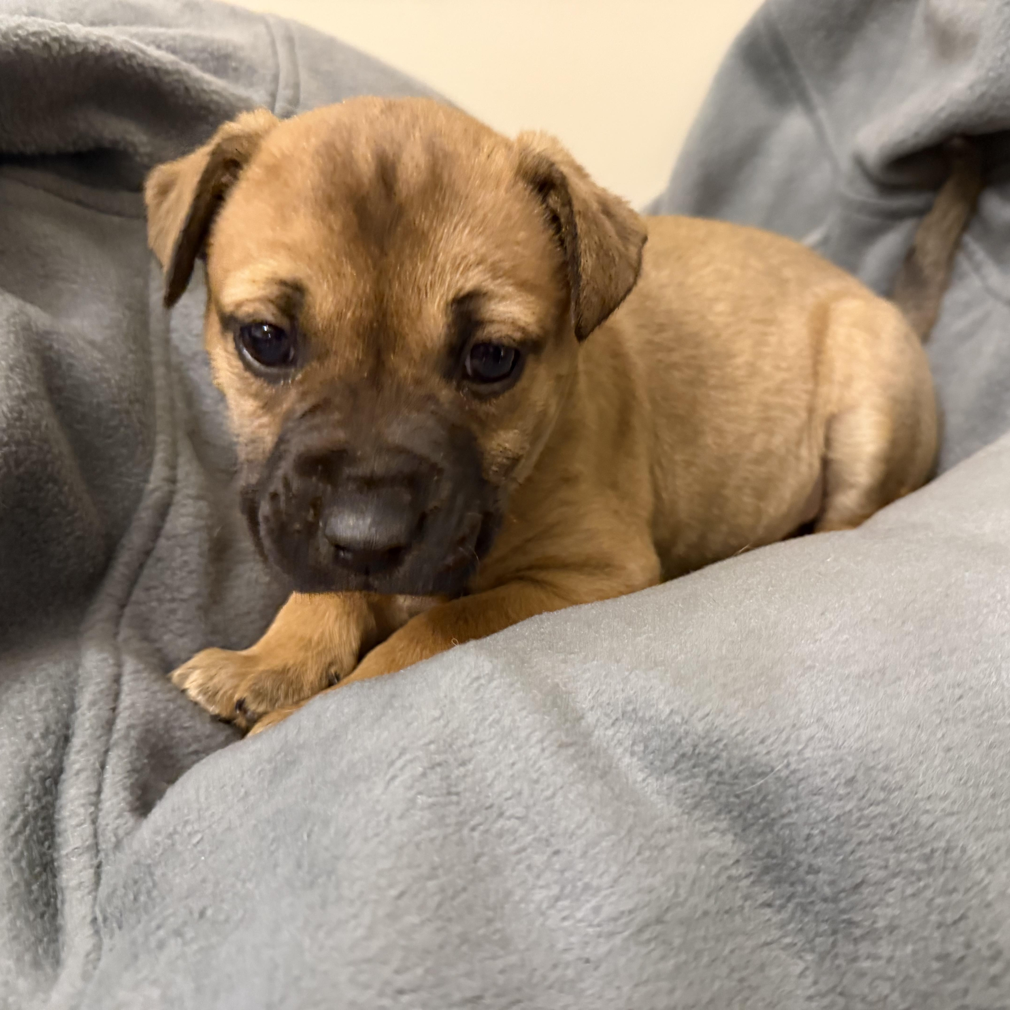 Dancer, Adoptable, Puppy Female German Shepherd Dog & Labrador Retriever.