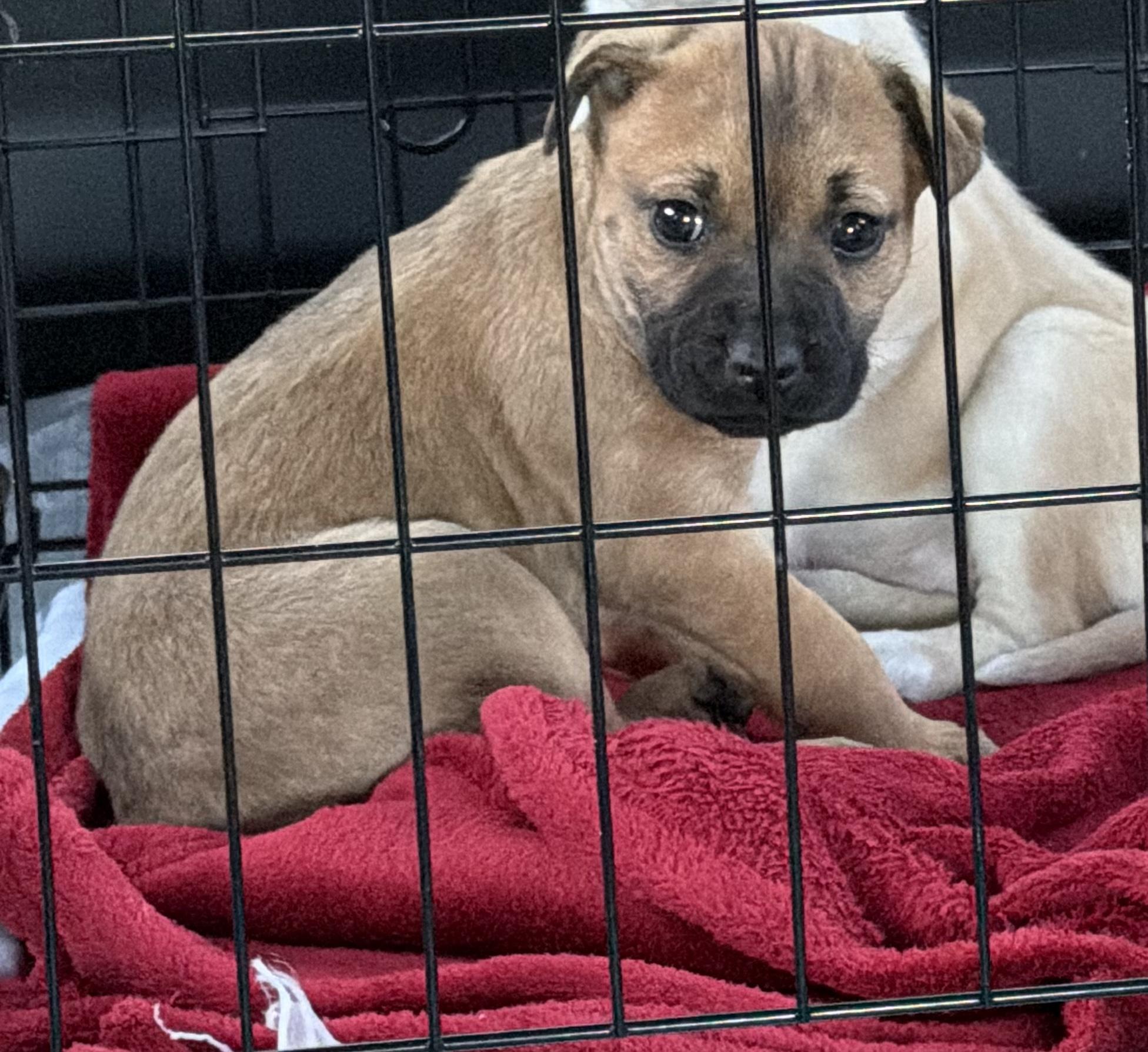 Enlarge Dancer, a Adoptable mixed breed in Hamilton , NJ image 1/1