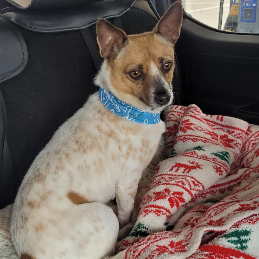 Shiffy, a Adopted mixed breed in Ray, MI image 2/4