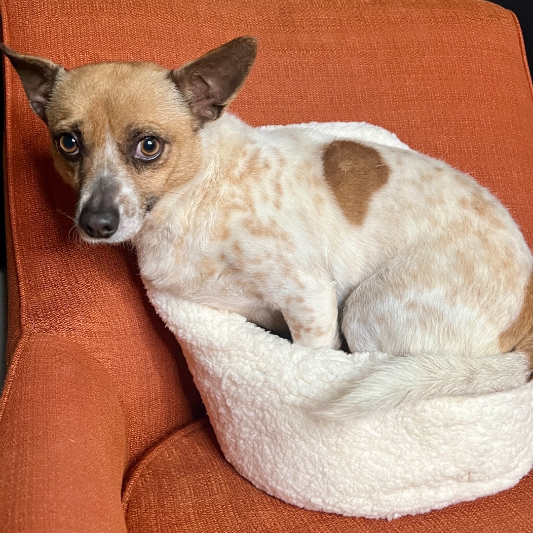 Shiffy, a Adopted mixed breed in Ray, MI image 3/4