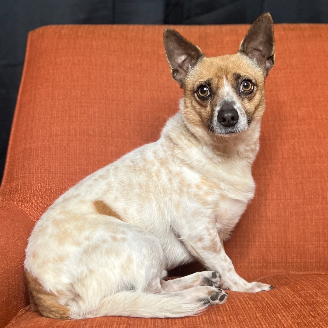 Shiffy, a Adopted mixed breed in Ray, MI image 4/4