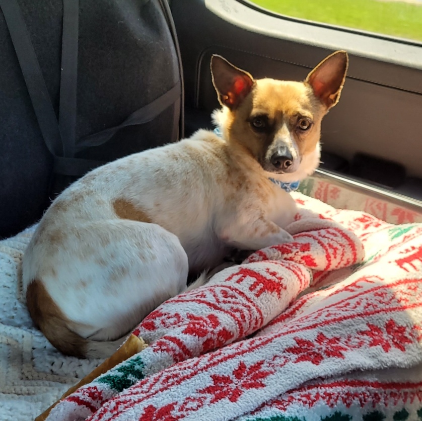 Shiffy, Adopted, Adult Male Chihuahua.