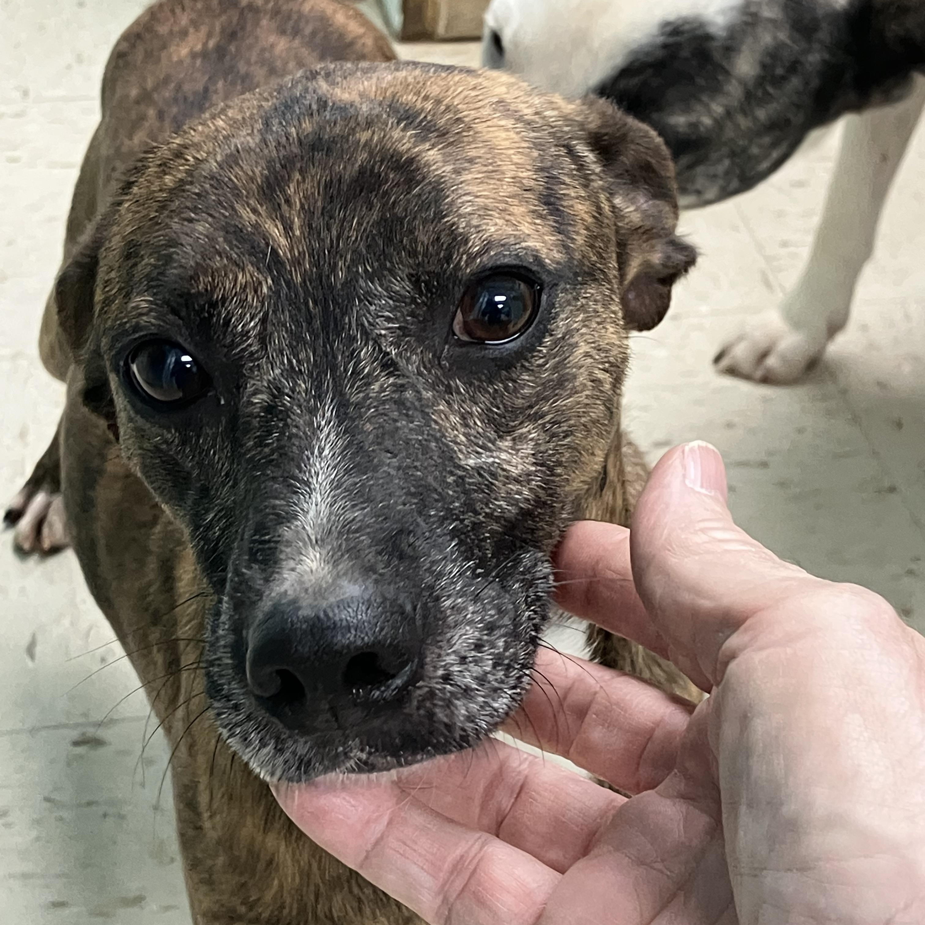 Wemby, ADOPTABLE, Adult Male Tennessee Treeing Brindle.