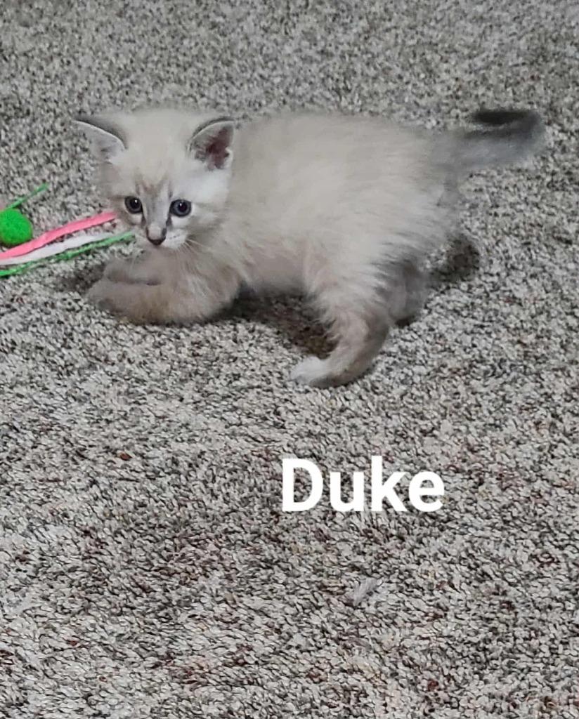 Enlarge Duke, a Adopted mixed breed in Minot, ND image 6/6