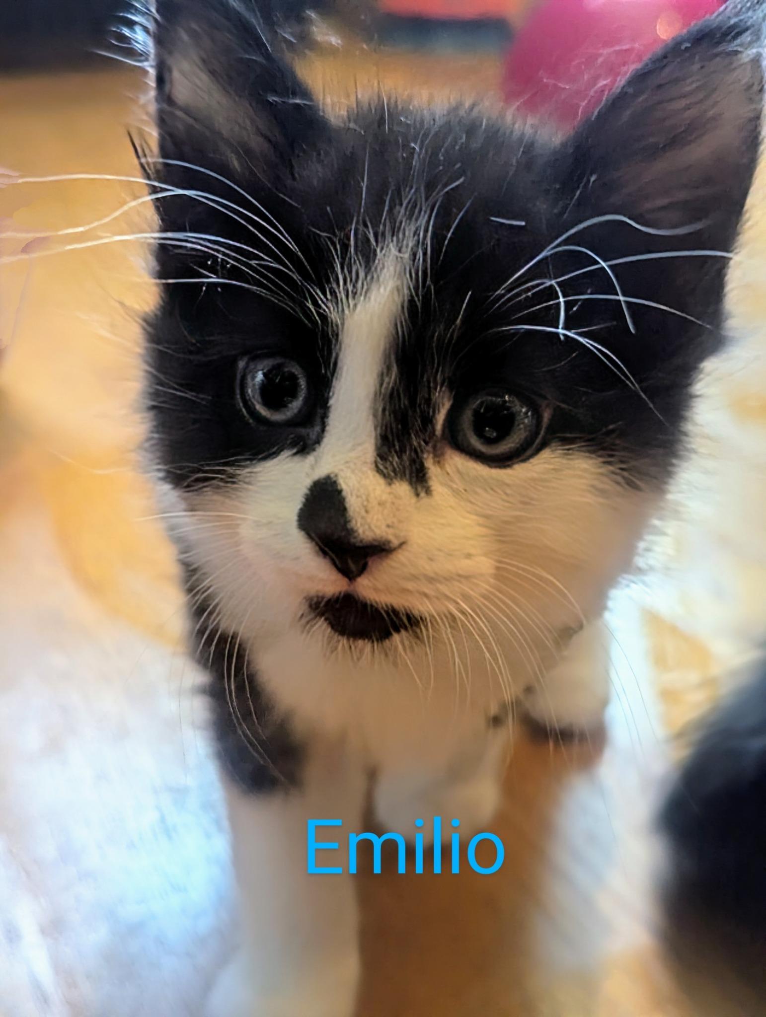 Emilio, Baby Male Tuxedo