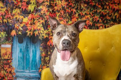 Betty, Adoptable, Adult Female Pit Bull Terrier & Mixed Breed.