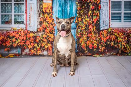 Enlarge Betty, a Adoptable mixed breed in Kingwood, TX image 2/3