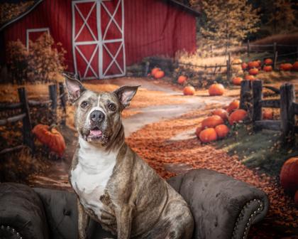 Enlarge Betty, a Adoptable mixed breed in Kingwood, TX image 3/3