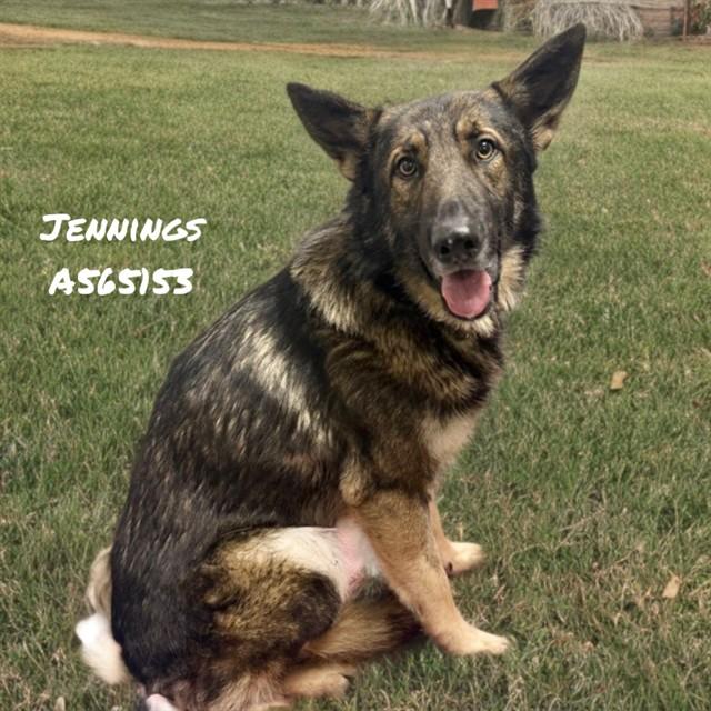 JENNINGS, Adoptable, Adult Male German Shepherd Dog & Mixed Breed.