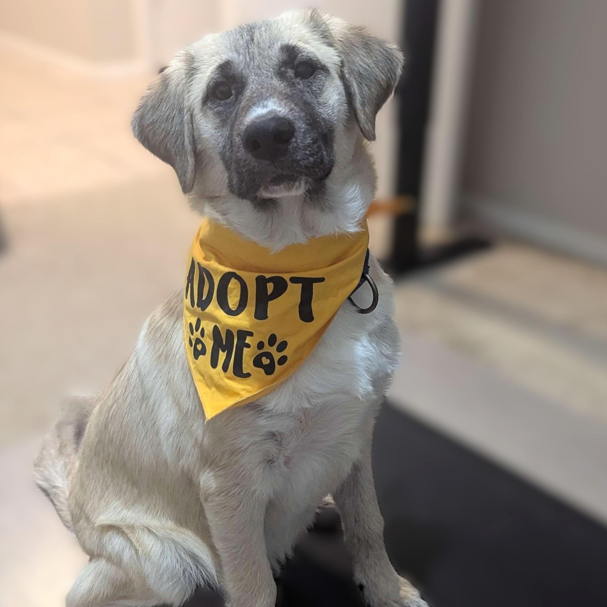 Enlarge Sesame, an adopted mixed breed in Austin, TX image 2/6