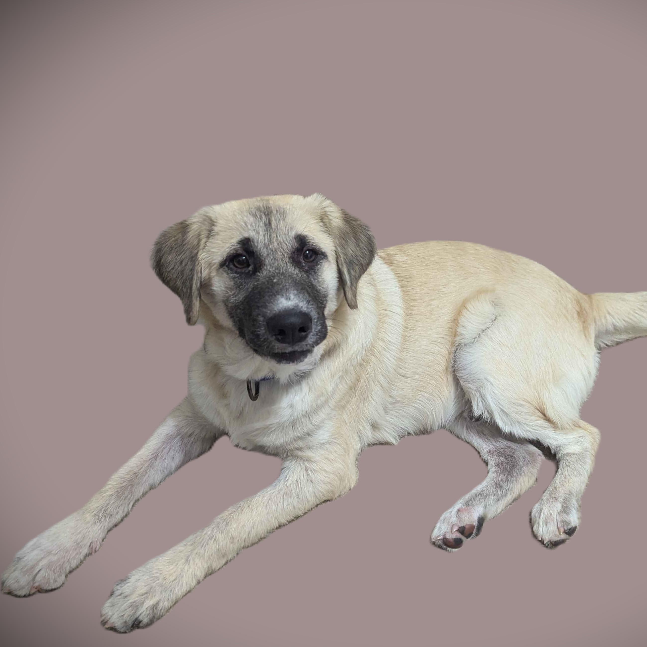 Enlarge Sesame, an adopted mixed breed in Austin, TX image 6/6