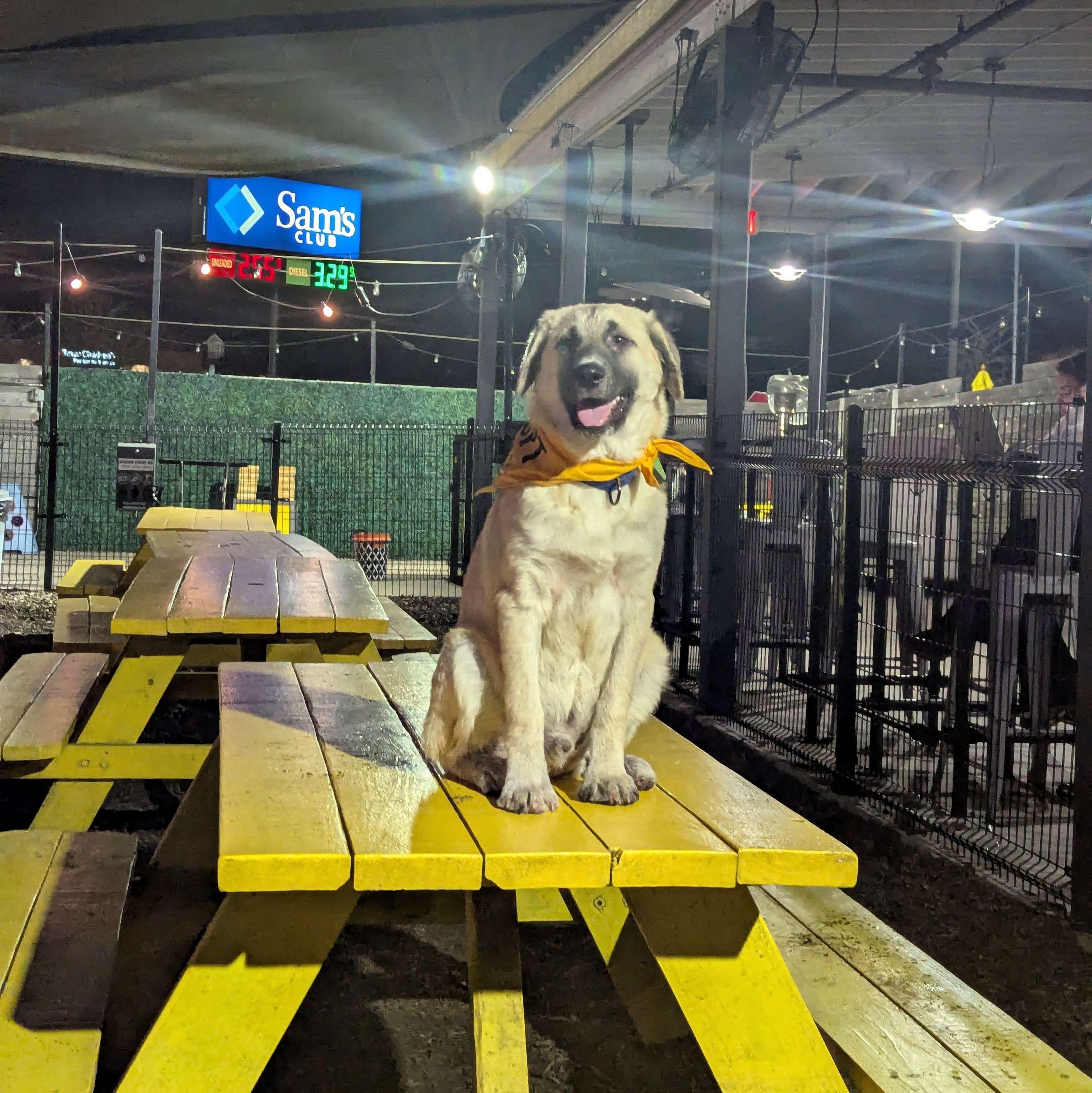 Enlarge Sesame, an adopted mixed breed in Austin, TX image 4/6