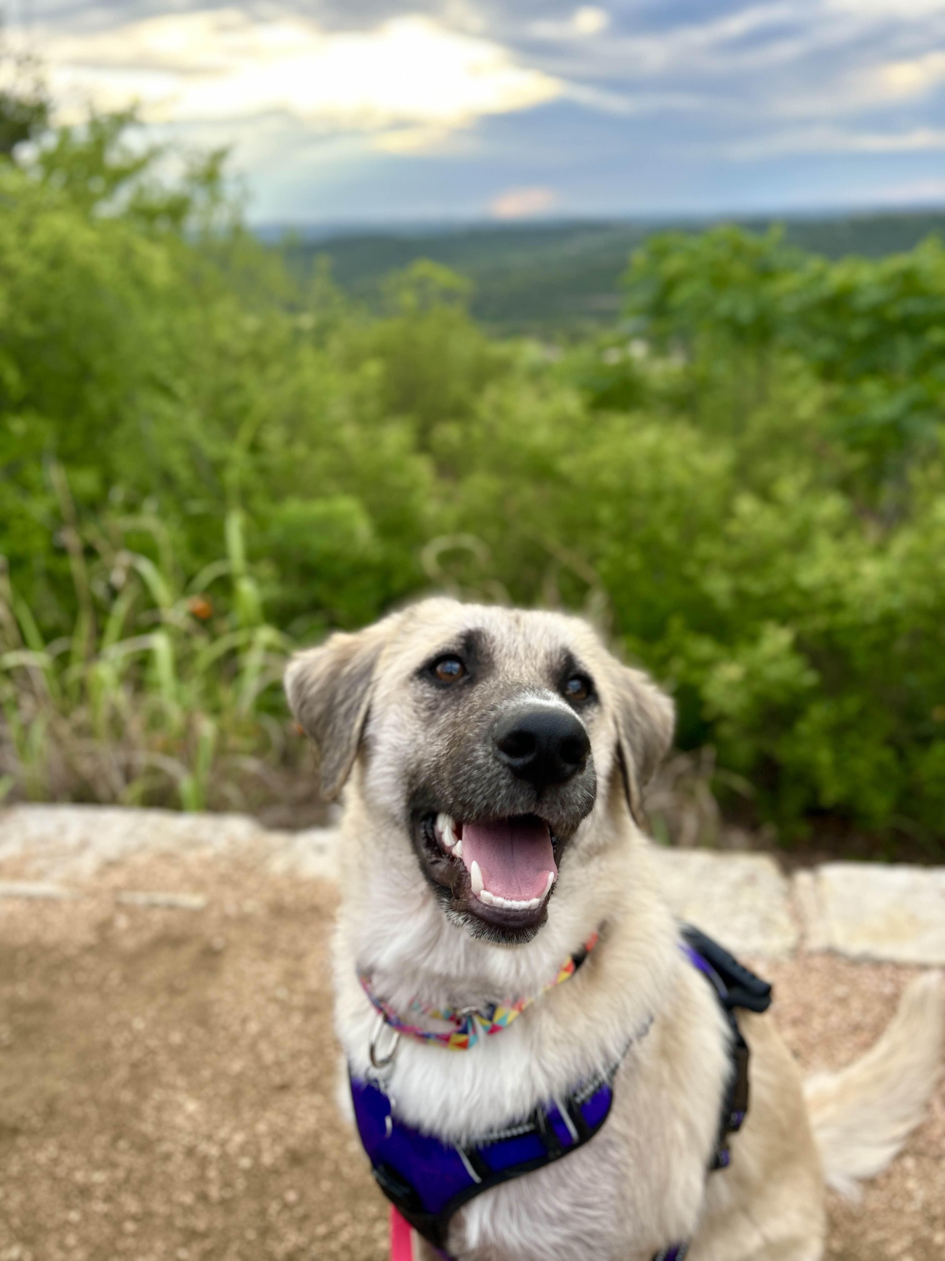 Sesame, adopted, Young Male Anatolian Shepherd.