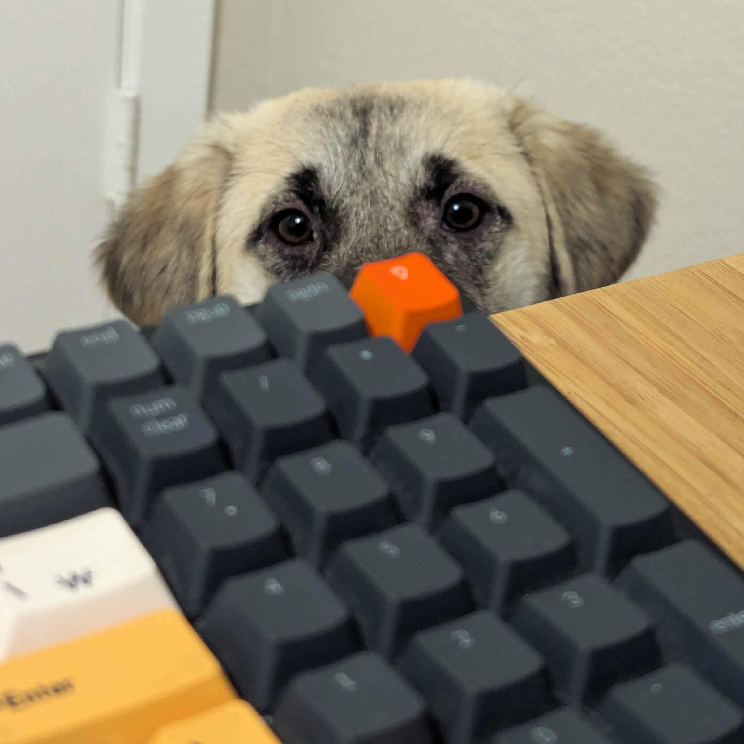 Enlarge Sesame, an adopted mixed breed in Austin, TX image 3/6