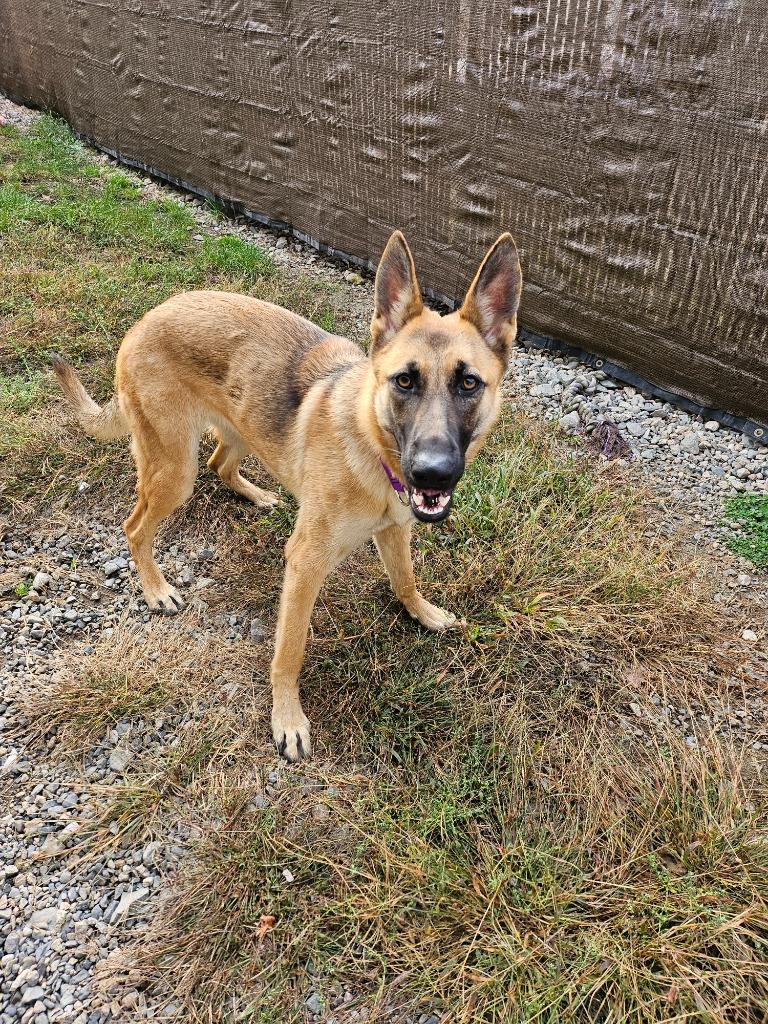 Enlarge Piper, a Adopted German Shepherd Dog in Lunenburg, VT image 1/1