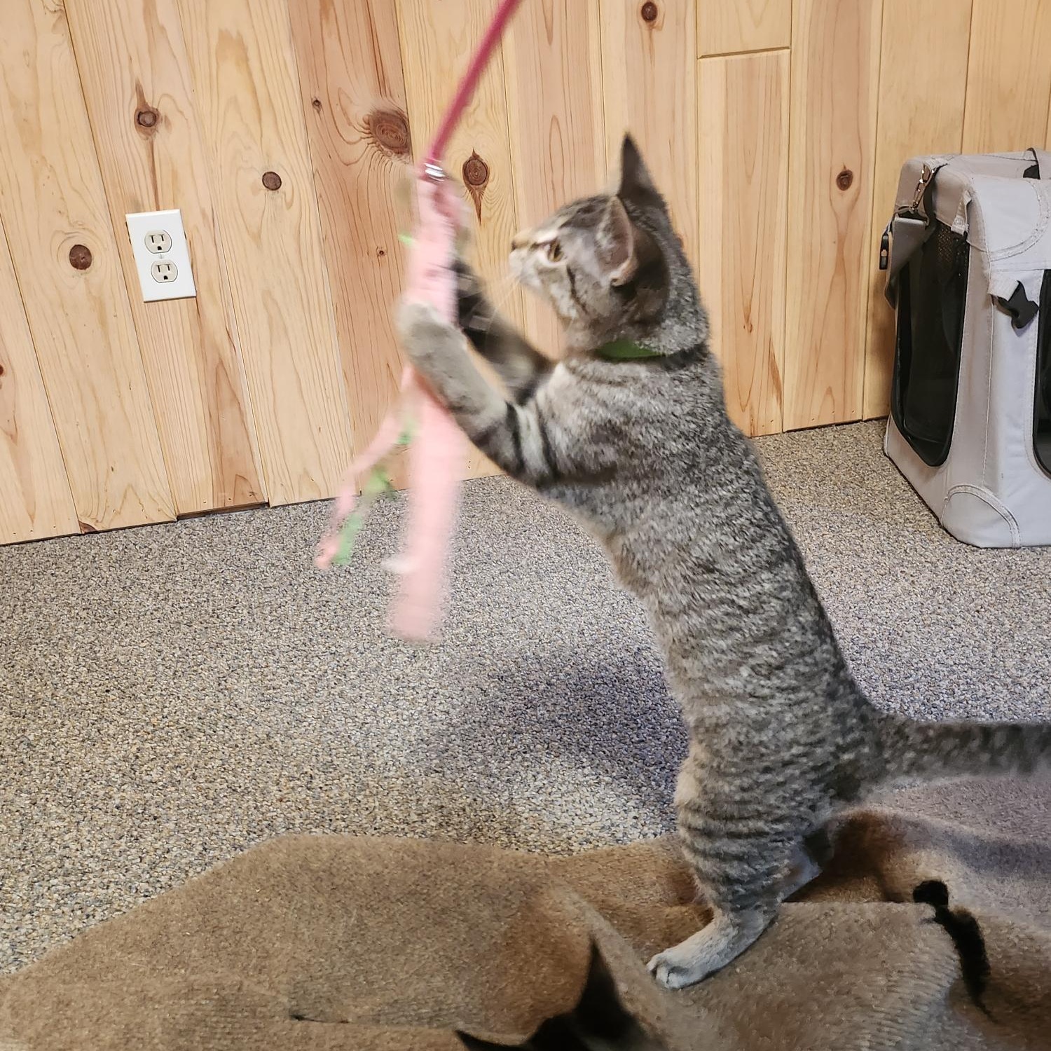 Enlarge Sunshine MK, a Adopted Domestic Short Hair in West Bloomfield, MI image 2/3