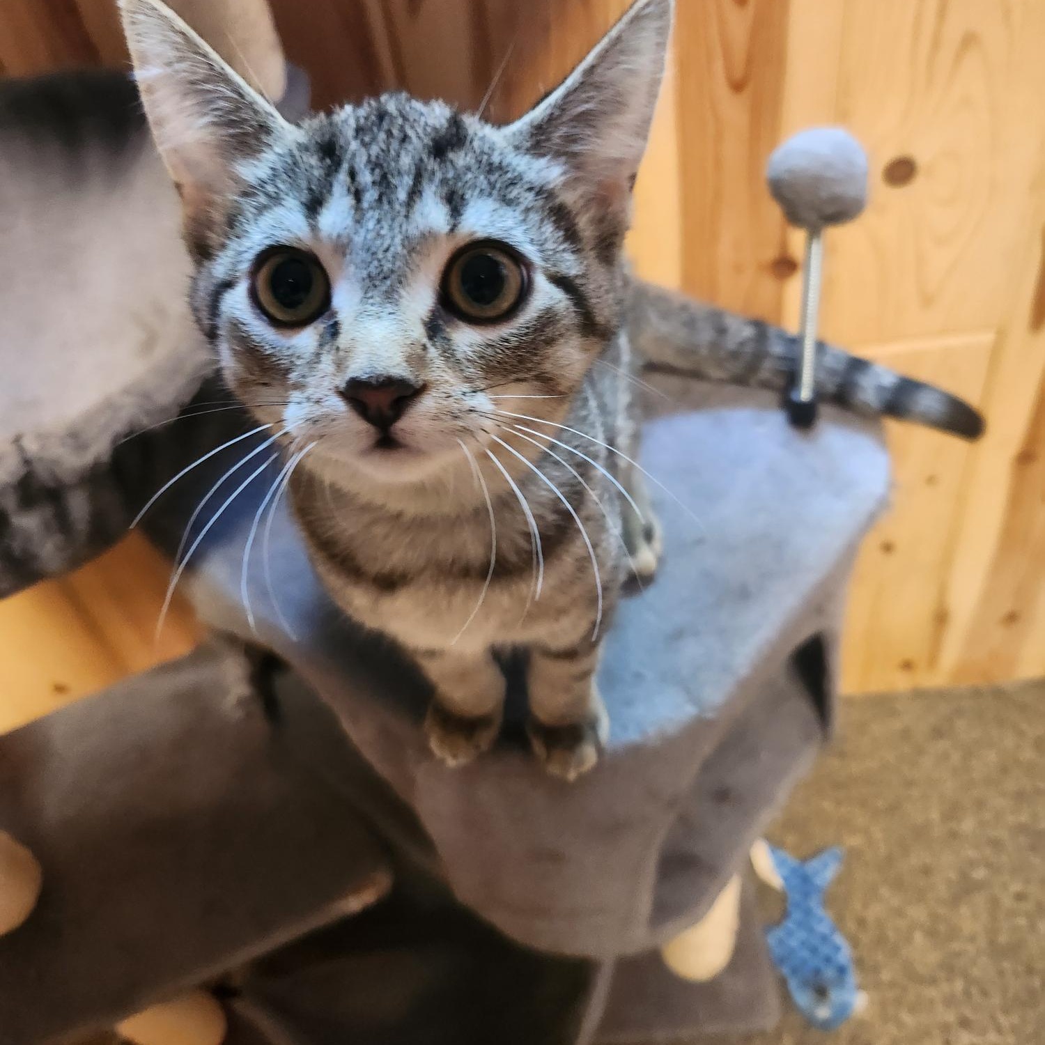 Enlarge Sunshine MK, a Adopted Domestic Short Hair in West Bloomfield, MI image 1/3