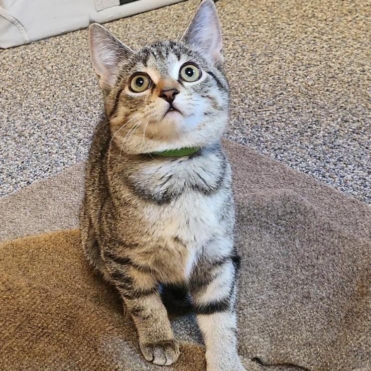 Enlarge Sunshine MK, a Adopted Domestic Short Hair in West Bloomfield, MI image 3/3