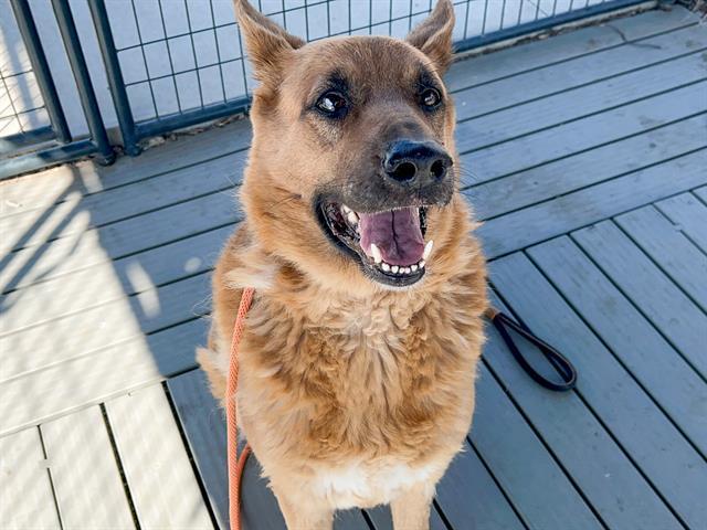 JACKIE, Adoptable, Adult Female German Shepherd Dog.