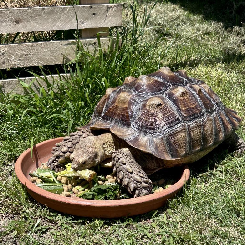 Enlarge Mando (Sulcata), a Adoptable Sulcata in San Marcos, TX image 2/6