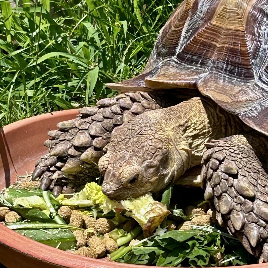 Enlarge Mando (Sulcata), a Adoptable Sulcata in San Marcos, TX image 3/6